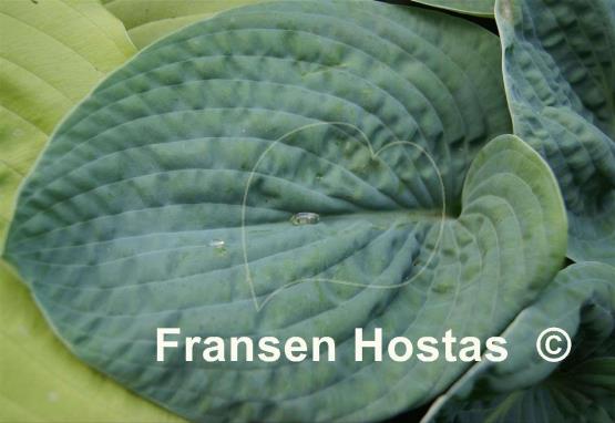 Hosta Dark Secret